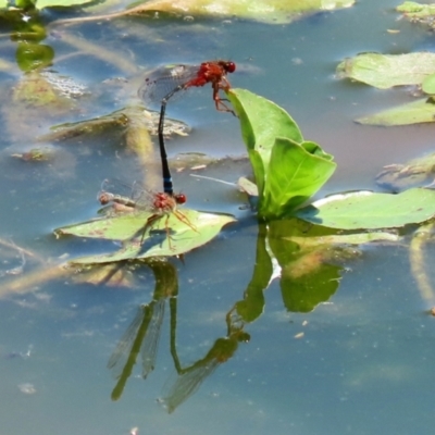 Xanthagrion erythroneurum (Red & Blue Damsel) at Fyshwick, ACT - 2 Dec 2021 by RodDeb