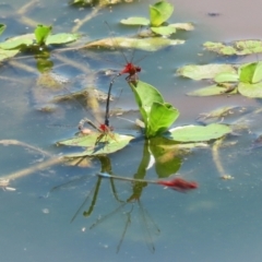 Xanthagrion erythroneurum at Fyshwick, ACT - 2 Dec 2021