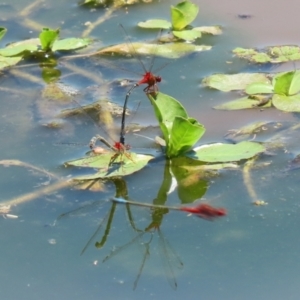 Xanthagrion erythroneurum at Fyshwick, ACT - 2 Dec 2021