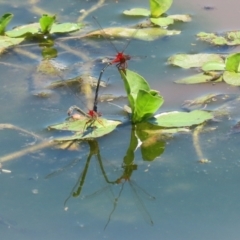 Xanthagrion erythroneurum at Fyshwick, ACT - 2 Dec 2021 11:59 AM