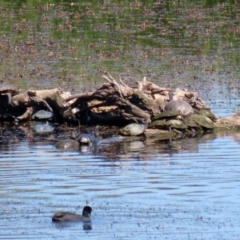 Chelodina longicollis (Eastern Long-necked Turtle) at Jerrabomberra Wetlands - 2 Dec 2021 by RodDeb