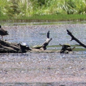 Chelodina longicollis at Fyshwick, ACT - 2 Dec 2021