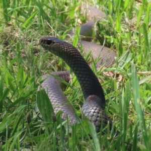 Pseudonaja textilis at Fyshwick, ACT - 2 Dec 2021