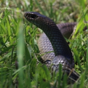 Pseudonaja textilis at Fyshwick, ACT - 2 Dec 2021