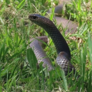 Pseudonaja textilis at Fyshwick, ACT - 2 Dec 2021 11:29 AM