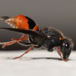 Paralastor sp. (genus) at Evatt, ACT - 2 Dec 2021