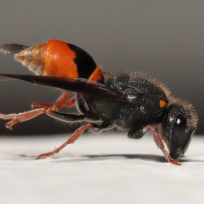 Paralastor sp. (genus) (Potter Wasp) at Evatt, ACT - 1 Dec 2021 by TimL