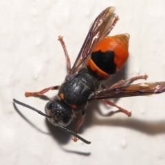 Paralastor sp. (genus) at Evatt, ACT - 2 Dec 2021