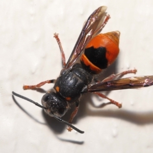 Paralastor sp. (genus) at Evatt, ACT - 2 Dec 2021