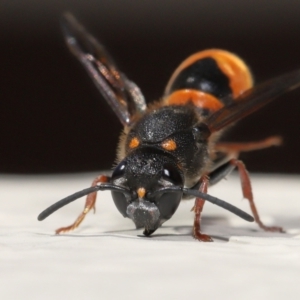 Paralastor sp. (genus) at Evatt, ACT - 2 Dec 2021