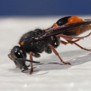 Paralastor sp. (genus) at Evatt, ACT - 2 Dec 2021