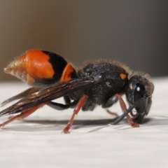 Paralastor sp. (genus) at Evatt, ACT - 2 Dec 2021