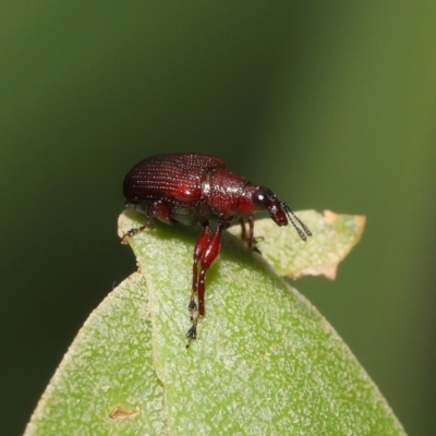 Euops sp. (genus) (A leaf-rolling weevil) at ANBG - 28 Nov 2021 by TimL