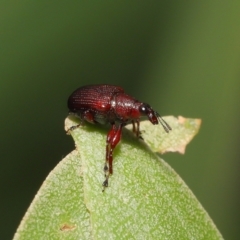 Euops sp. (genus) (A leaf-rolling weevil) at Acton, ACT - 28 Nov 2021 by TimL