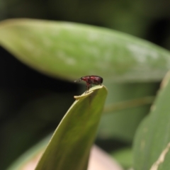 Euops sp. (genus) at Acton, ACT - 28 Nov 2021