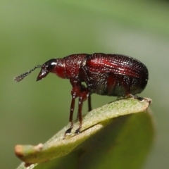 Euops sp. (genus) at Acton, ACT - 28 Nov 2021