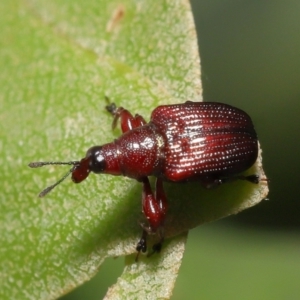 Euops sp. (genus) at Acton, ACT - 28 Nov 2021