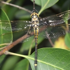 Hemicordulia tau (Tau Emerald) at ANBG - 28 Nov 2021 by TimL