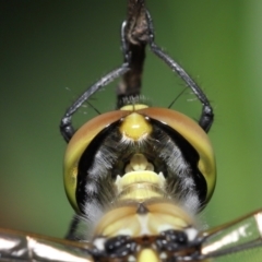 Hemicordulia tau at Acton, ACT - 28 Nov 2021