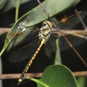 Hemicordulia tau at Acton, ACT - 28 Nov 2021