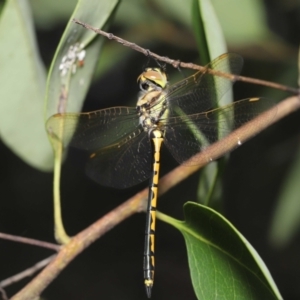 Hemicordulia tau at Acton, ACT - 28 Nov 2021