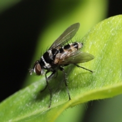Trigonospila sp. (genus) (A Bristle Fly) at Acton, ACT - 28 Nov 2021 by TimL
