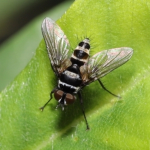 Trigonospila sp. (genus) at Acton, ACT - 28 Nov 2021