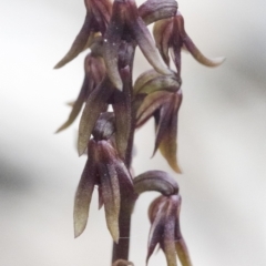 Corunastylis arrecta at Bonang State Forest - 1 Dec 2021 by JudithRoach