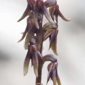 Corunastylis sp. at Bonang, VIC - 1 Dec 2021