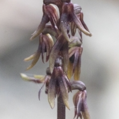 Corunastylis sp. at Bonang, VIC - 1 Dec 2021