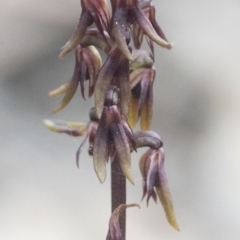 Corunastylis sp. at Bonang, VIC - 1 Dec 2021