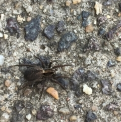 Lycosidae (family) (Wolf spider) at Garran, ACT - 10 Sep 2021 by JaceWT