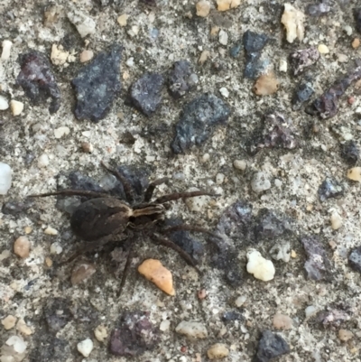 Lycosidae (family) (Wolf spider) at Garran, ACT - 10 Sep 2021 by JaceWT