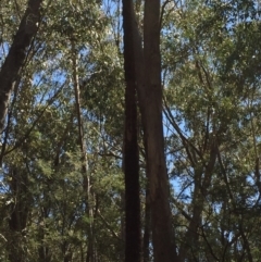 Xanthorrhoea glauca subsp. angustifolia (Grey Grass-tree) at Tidbinbilla Nature Reserve - 9 Oct 2021 by JaceWT