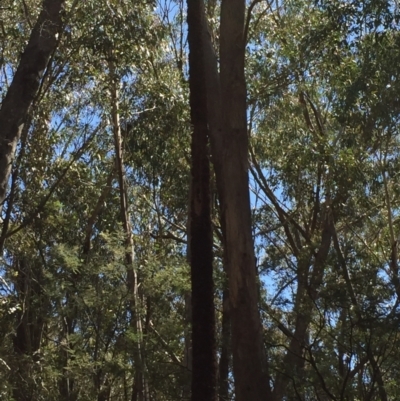 Xanthorrhoea glauca subsp. angustifolia (Grey Grass-tree) at Tidbinbilla Nature Reserve - 9 Oct 2021 by JaceWT