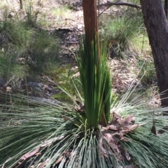 Xanthorrhoea glauca subsp. angustifolia at Paddys River, ACT - 9 Oct 2021