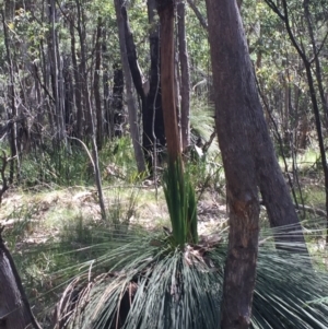 Xanthorrhoea glauca subsp. angustifolia at Paddys River, ACT - suppressed