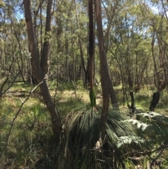 Xanthorrhoea glauca subsp. angustifolia at Paddys River, ACT - suppressed