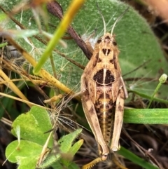 Perunga ochracea (Perunga grasshopper, Cross-dressing Grasshopper) at QPRC LGA - 2 Dec 2021 by Wandiyali