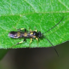 Unidentified Wasp (Hymenoptera, Apocrita) at Cotter River, ACT - 22 Nov 2021 by Harrisi
