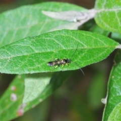 Ichneumonidae (family) at Cotter River, ACT - 22 Nov 2021 12:57 PM