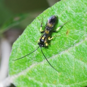 Ichneumonidae (family) at Cotter River, ACT - 22 Nov 2021 12:57 PM