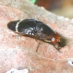 Depressa sp. (genus) at Cotter River, ACT - 22 Nov 2021