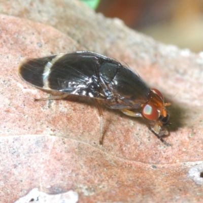 Depressa sp. (genus) (Lauxaniid fly) at Namadgi National Park - 22 Nov 2021 by Harrisi