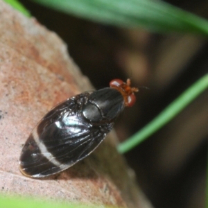 Depressa sp. (genus) at Cotter River, ACT - 22 Nov 2021