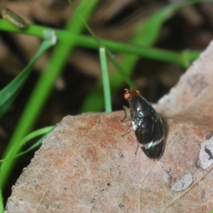 Depressa sp. (genus) at Cotter River, ACT - 22 Nov 2021