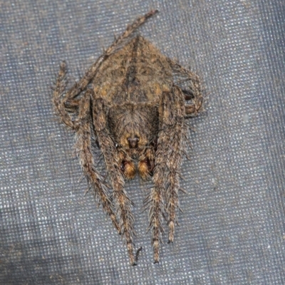 Dolophones sp. (genus) (Wrap-around spider) at QPRC LGA - 2 Dec 2021 by WHall