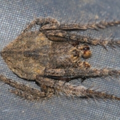 Dolophones sp. (genus) at Googong, NSW - 2 Dec 2021