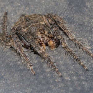 Dolophones sp. (genus) at Googong, NSW - 2 Dec 2021 02:14 PM