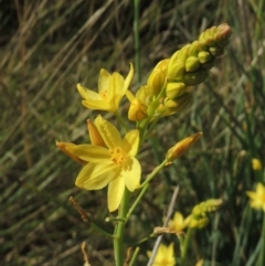 Bulbine glauca (Rock Lily) at Conder, ACT - 8 Nov 2021 by MichaelBedingfield